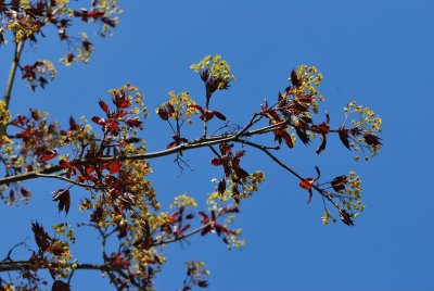 Acer platanoides 'Crimson King' - javor mléčný 'Crimson King' - jarní větévky